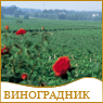ВИНОГРАДНИК